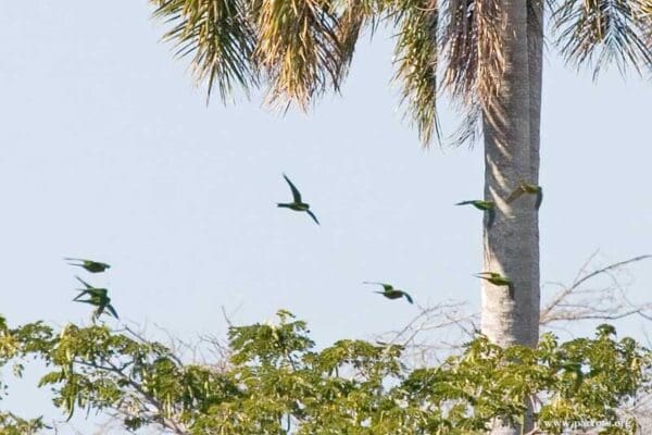 Wild Cuban Conures fly from tree to tree