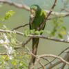 A wild Cuban Conure feeds on blossoms
