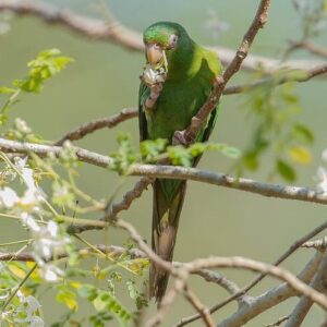 A wild Cuban Conure feeds on blossoms