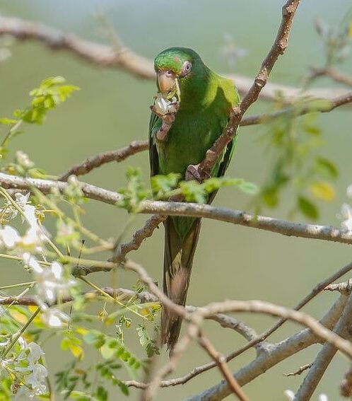 A wild Cuban Conure feeds on blossoms