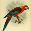 An illustration depicts an extinct Cuban Macaw