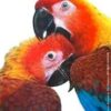 A portrait depicts extinct Cuban Macaws