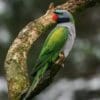 A wild male Derbyan Parakeet perches on a branch