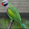 A male Derbyan Parakeet perches on a branch