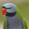 A closeup of a companion Derbyan Parakeet