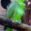 A Diademed Amazon perches on a branch