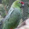 A Diademed Amazon perches on a branch in a cage