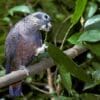A wild Dusky Parrot chews on vegetation