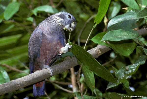 A wild Dusky Parrot chews on vegetation