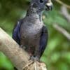 A wild Dusky Parrot perches on a branch