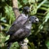 Wild Dusky Parrots perch on a branch