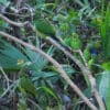 Wild Dusky-headed Conures and Dusky-billed Parrotlets perch together