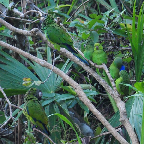Wild Dusky-headed Conures and Dusky-billed Parrotlets perch together