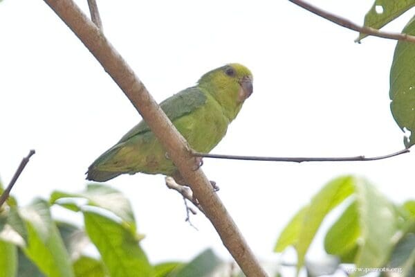 A wild Dusky-billed Parrotlet perches on a branch