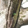 A wild Dusky-billed Parrotlet peeks out of a nest cavity