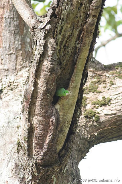 A wild Dusky-billed Parrotlet peeks out of a nest cavity