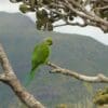 © Jason Malham A wild male Echo Parakeet perches in a tree