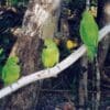 © World Parrot Trust Female Echo Parakeets perch on a branch