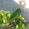 © Shane McPherson A wild female Echo Parakeet perches in a tree