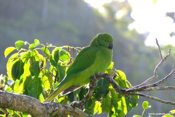 A wild female Echo Parakeet perches in a tree