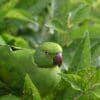 © Christopher Kaiser A wild male Echo Parakeet perches in a tree