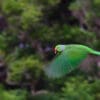 © Dennis Hansen A wild male Echo Parakeet in flight