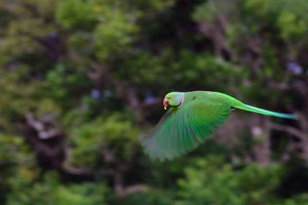 A wild male Echo Parakeet in flight