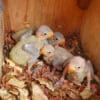 © Heather Richards Wild Echo Parakeet chicks huddle together in their nest box
