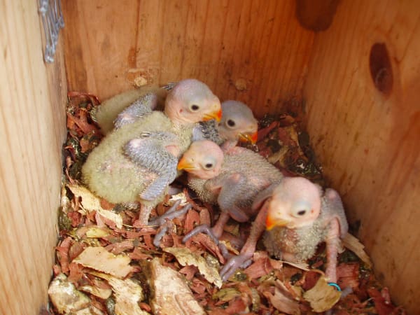 Wild Echo Parakeet chicks huddle together in their nest box