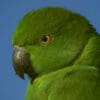 © Christopher Kaiser A wild female Echo Parakeet closeup profile