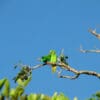 © Heather Richards A wild Echo Parakeet fledgling is fed by male parent