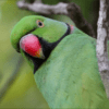 © Dennis Hansen A wild male Echo Parakeet closeup