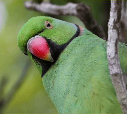 A wild male Echo Parakeet closeup