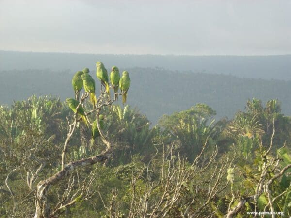 Wild Echo Parakeets perch high in a tree