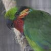 A female Edward's Fig Parrot perches on a rope