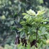 Wild El Oro Conures cling to a branch