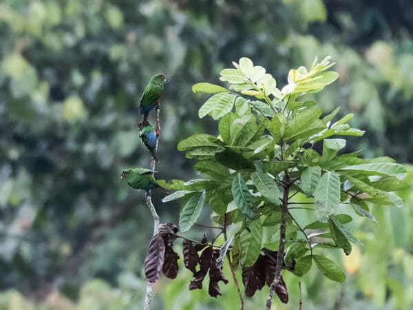 Wild El Oro Conures cling to a branch