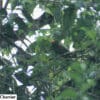 A wild El Oro Conure perches in a tree