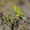 A wild Elegant Parrot perches on a bush