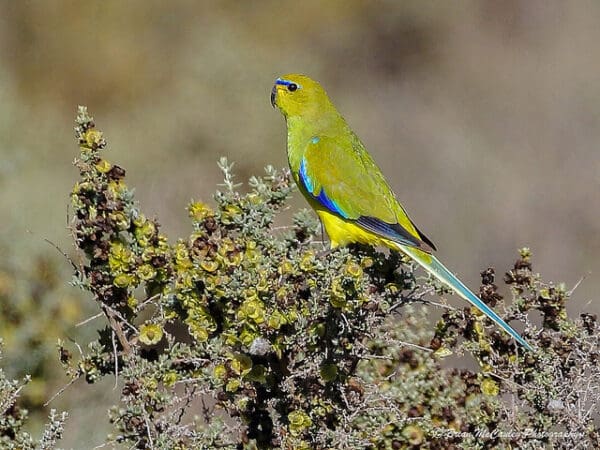 A wild Elegant Parrot perches on a bush