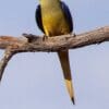 A wild Elegant Parrot perches on a branch