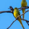 Wild Elegant Parrots perch on branches