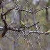 Wild Elegant Parrots perch in a tree