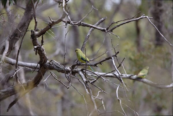 Wild Elegant Parrots perch in a tree