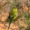 A wild Elegant Parrot perches in a tree