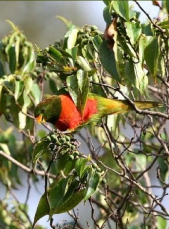 A wild Emerald Lorikeet feeds in a tree