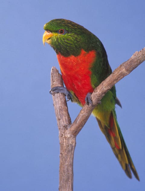 An Emerald Lorikeet perches on a stand