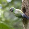 A wild female Emerald-collared Parakeet perches at a nest cavity