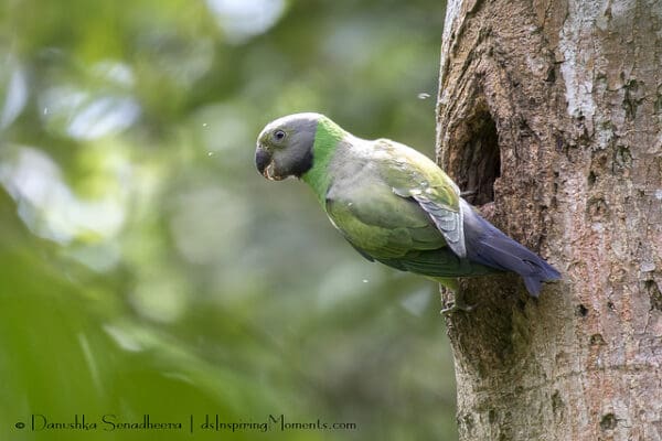 A wild female Emerald-collared Parakeet perches at a nest cavity