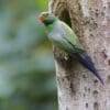 A wild male Emerald-collared Parakeet perches by a nest